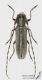 Agapanthia_cardui_s_C01466.JPG