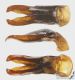 Anisoplia_lata_g_C01518.jpg