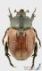 Anisoplia_lata_s_C01517.JPG
