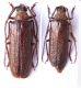 Tragosoma from USA..JPG