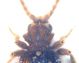 Ptinidae 001 copia.jpg