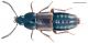 Tachinus bonvouloiri Pandellé, 1869.jpg