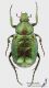 Gnorimus_nobilis_m_s.jpg