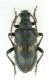 Brachyta borni_female_2.jpg