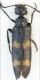 Meloidae2.jpg