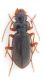Leistus sp.jpg