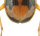 Badister_unipustulatus_det_C01510.JPG