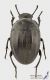 Erodius_audouini_peyroleri_s_C01532.JPG