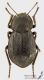 Asida_lostiae_s_C01537.jpg