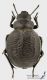 Pimelia_goryi_goryi_s_C01536.JPG