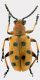 Crioceris-duodecimpunctata.jpg