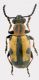 Crioceris-paracenthesis.jpg
