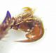 Triodontella demelti male nychus.JPG