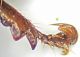 Triodontella demelti male protibia.JPG