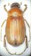 Triodontella demelti male.JPG