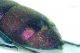 margine analerid.jpg