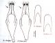 Aegomorphus_aedeagus 007.jpg