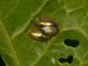 Cassida vittata (2).JPG