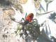 Leptura cordigera - Bosco Pantano.JPG