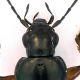 Carabidae_Maccarese_29-XII-2010_10mm_testa.jpg