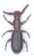 dpertususrid.jpg