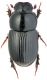 Aphodius (Loraspis) frater.jpg