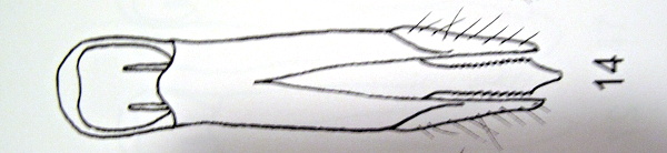A.mendizabali.JPG