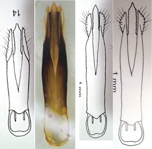 A.mendizabali.JPG