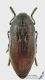 Julodis_pubescens_s_C01620.JPG