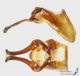 Valgus_hemipterus_g_C01598.JPG