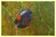 coccinella.JPG