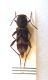 Psedosphegestes-cinereus-(2.jpg