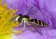 Sphaerophoria cf scripta 01mod1.jpg