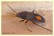 Lygaeidae.JPG