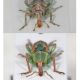 Coniatus-confronto-frontale.jpg