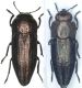 Sphenoptera barbarica.jpg