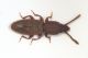 Airaphilus27.JPG