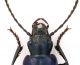 Laemostenus_Tolfa_3-I-2011_17mm_testa.jpg