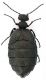 Meloe_mediterraneus_Tolfa_3-I-2011_12,5mm.jpg