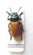 Crysomelidae-Turchia_ok.jpg
