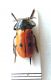 Crysomelidae-Marocco-(3)_ok.jpg