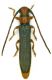 Oberea erythrocephala.jpg