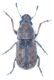 Anthribidaerid.jpg