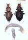C. (Procerus) gigas latitudinis.jpg