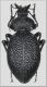 Procerus gigas.jpg