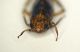 a cicaletta 1b 2.8mm.JPG