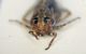 a cicaletta 2b 3.1mm.JPG