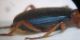 brachinus2.jpg