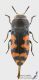 Acmaeodera_ottomana_s_C01636.JPG