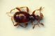 a pselafide 1b 1.3mm.JPG
